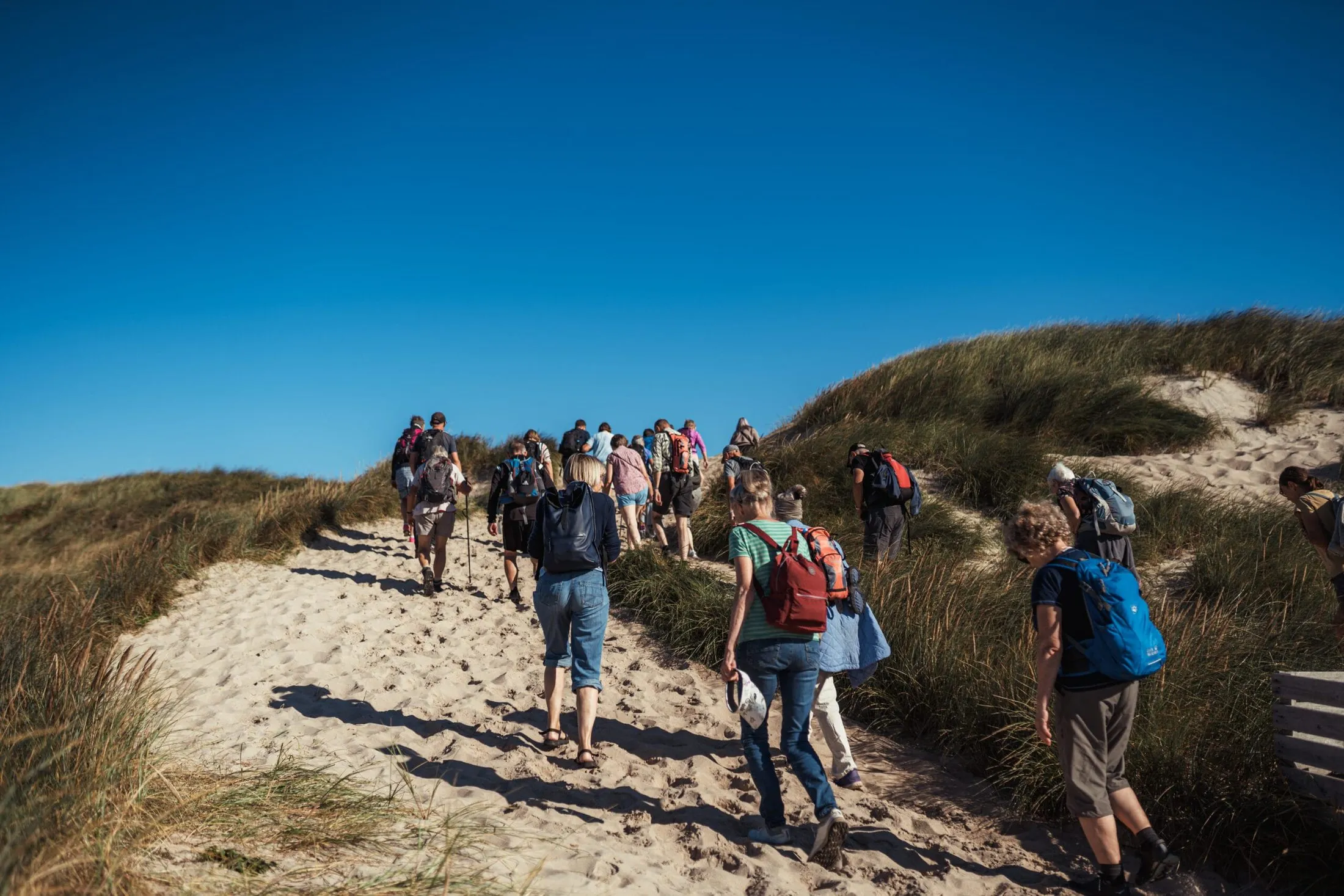 En lang række vandrere på vej gennem klitterne ved Vesterhavet